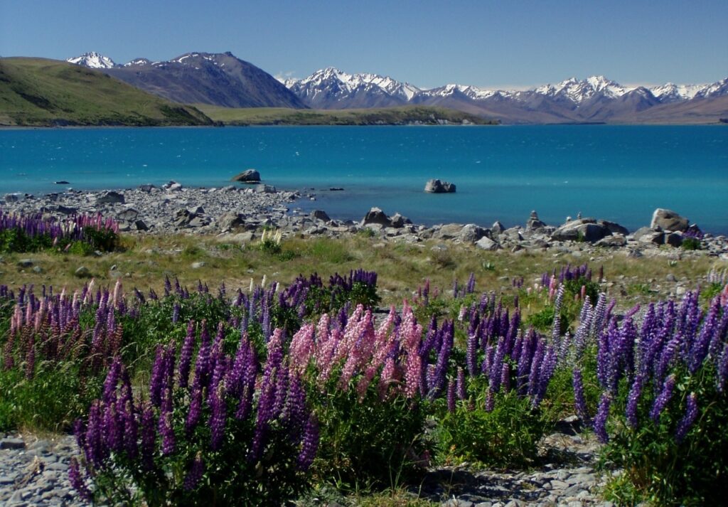 "Los participantes de una Working Holiday New Zealand podrán disfrutar de lugares mágicos como el campo de flores moradas de Altramuz en el lago Tekapo"